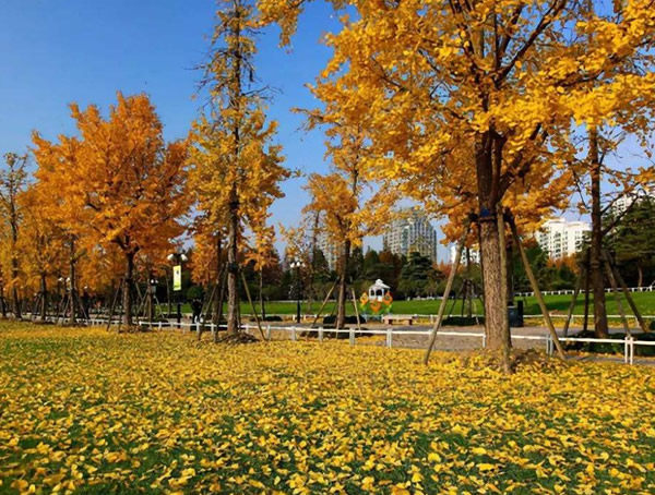 梧桐什么时候开花？梧桐花和泡桐花的区别