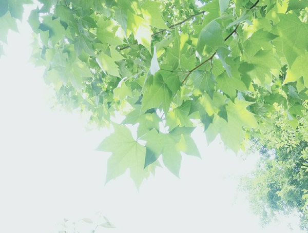 梧桐树分几种？具体是哪几种？