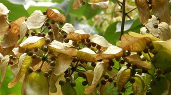 梧桐树的果实为什么不能吃？