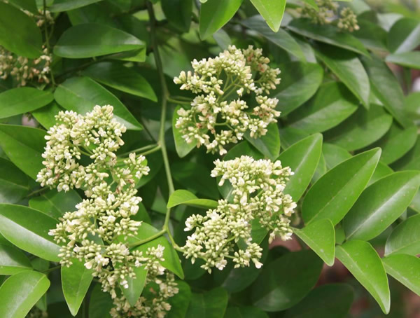 降香树价格-图片-形态特征-生长环境-分布范围以及主要价值