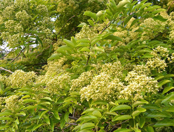 降香树的繁殖方法、栽培技术以及病虫防治方法介绍
