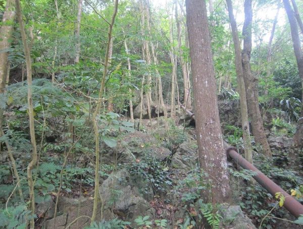 降香树图片，野生降香木图片，降香树幼苗图片