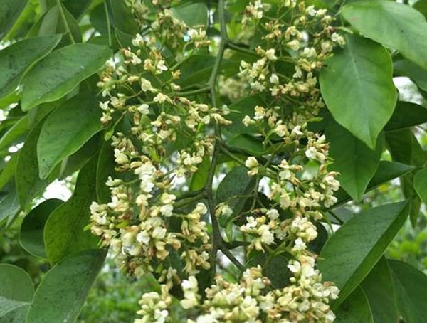 降香什么时候开花？降香的花期是几月？