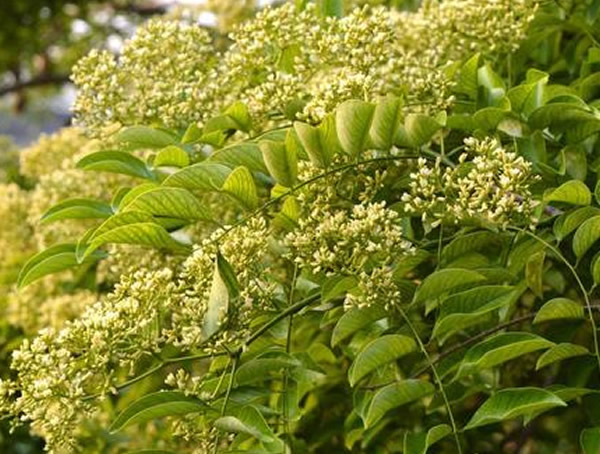 降香树是黄花梨么？