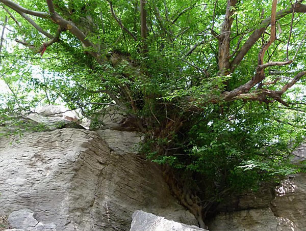 青檀树的特点是什么？