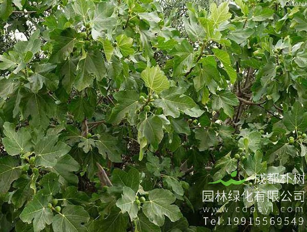 降香树图片，野生降香木图片，降香树幼苗图片