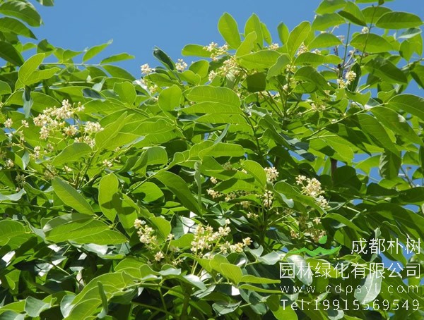 降香树图片，野生降香木图片，降香树幼苗图片