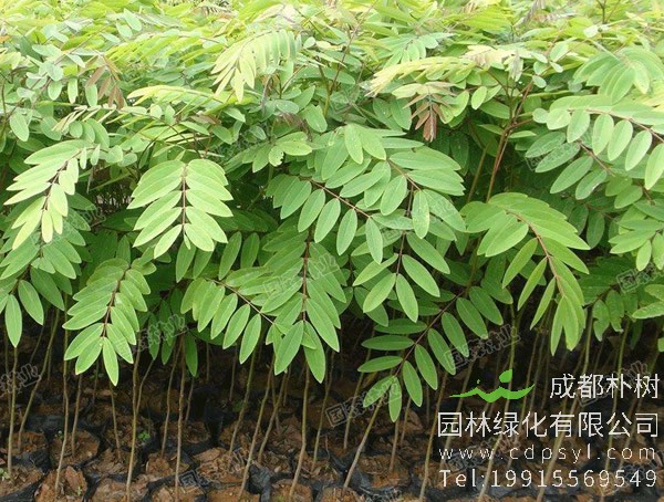 降香树图片，野生降香木图片，降香树幼苗图片