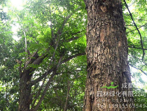 降香树图片，野生降香木图片，降香树幼苗图片