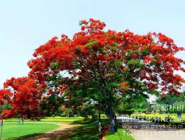 凤凰木花图片大全，凤凰木花有几种颜色？