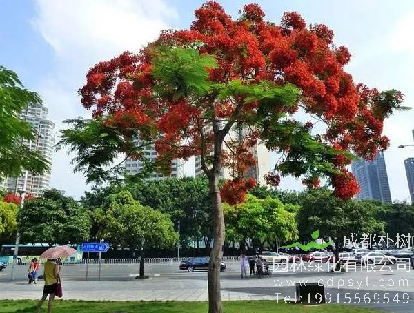 凤凰木花语是什么？凤凰木有什么历史传说？