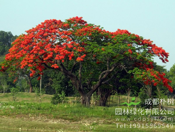 凤凰木的繁殖方法、栽培方法以及害虫防治方法介绍