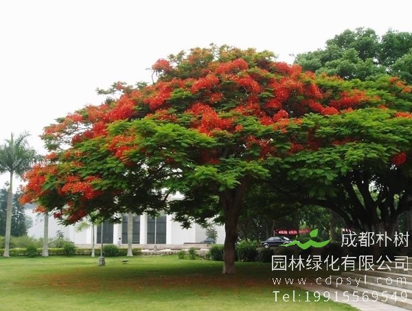 凤凰木价格-图片-形态特征-生长环境-分布范围-主要价值以及植物文化