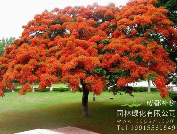 凤凰木价格-图片-形态特征-生长环境-分布范围-主要价值以及植物文化