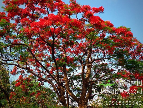 凤凰木和南洋楹到底有什么不同？