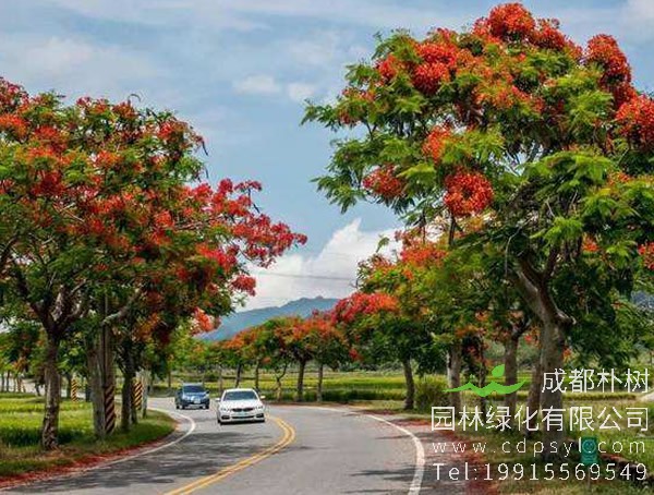 凤凰木和南洋楹到底有什么不同？