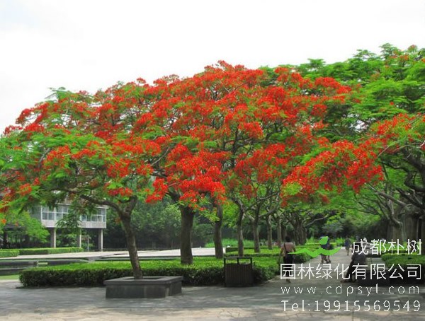 成都气候适不适合种植凤凰木？