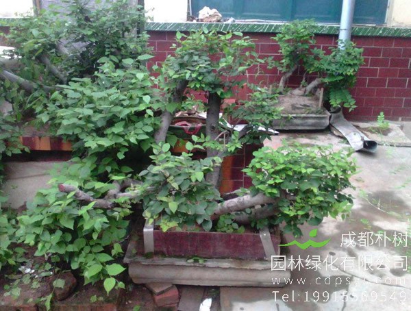 青檀树图片欣赏，青檀盆景图片大全