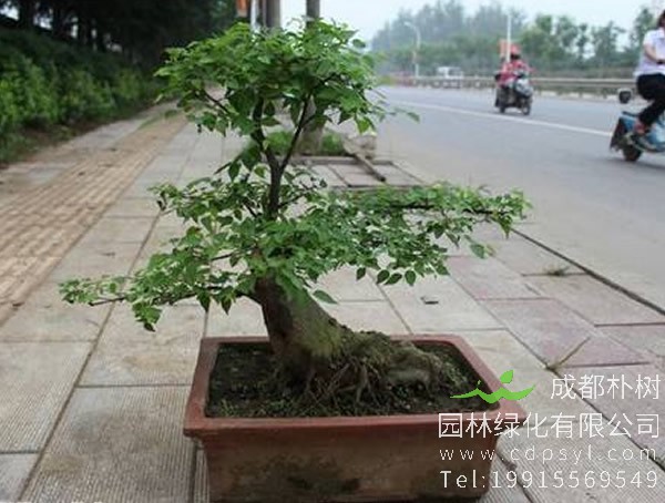 青檀树图片欣赏，青檀盆景图片大全