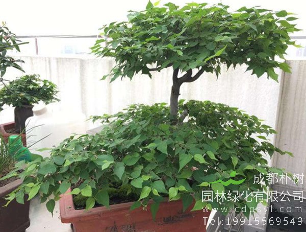 青檀树图片欣赏，青檀盆景图片大全