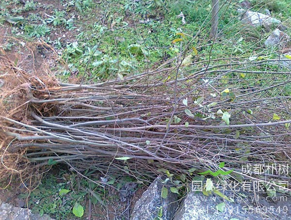 青檀树图片欣赏，青檀盆景图片大全