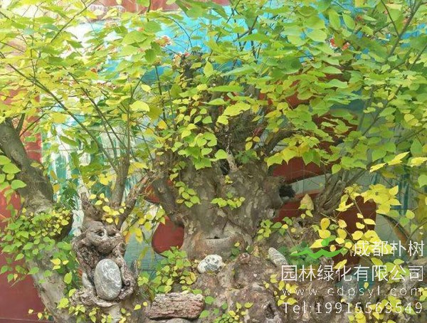 青檀盆景养殖方法有哪些？