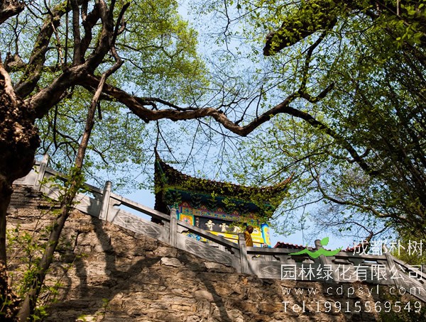 青檀树图片欣赏，青檀盆景图片大全