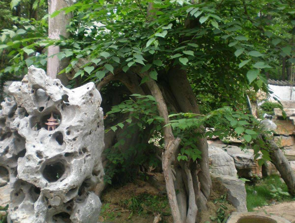 青檀树的寓意是什么？关于青檀树的传说有哪些？