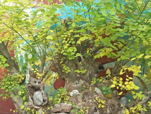 青檀盆景养殖方法有哪些？