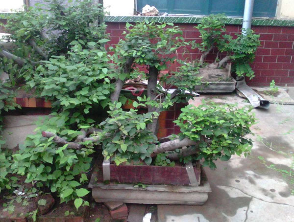 青檀树图片欣赏，青檀盆景图片大全