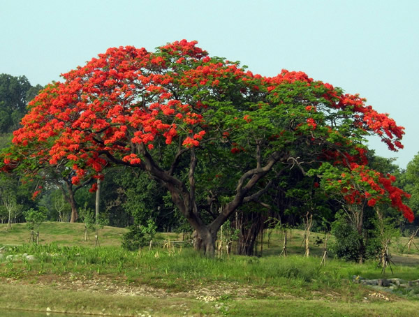 凤凰木的繁殖方法、栽培方法以及害虫防治方法介绍