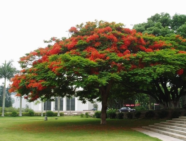 凤凰树的特点有哪些？