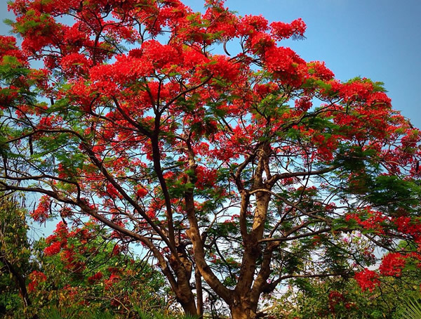 凤凰木和南洋楹到底有什么不同？