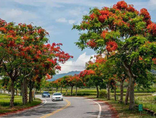凤凰木如何种植？