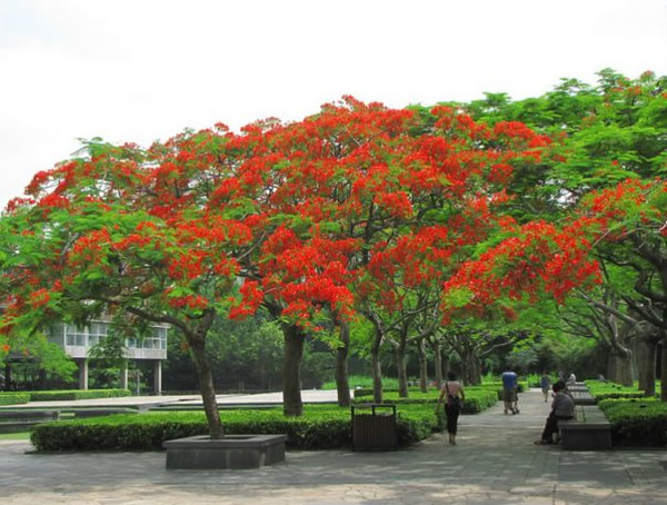 成都气候适不适合种植凤凰木？
