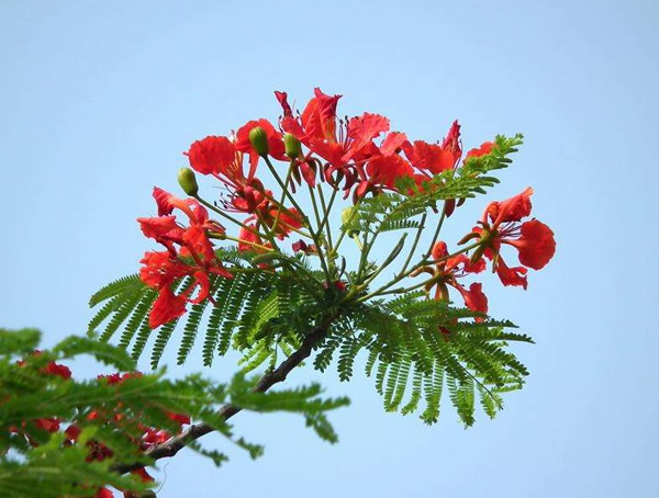 凤凰木花语是什么？凤凰木有什么历史传说？