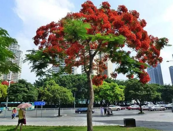 凤凰木花图片大全，凤凰木花有几种颜色？