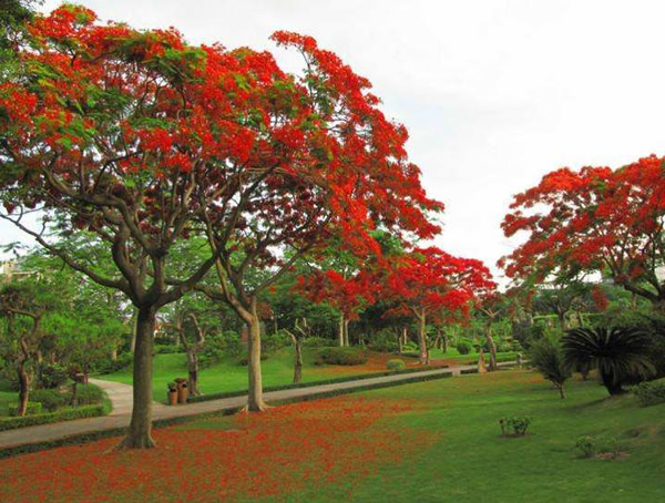 凤凰木的生长的条件是什么，如何在苗期进行养护？