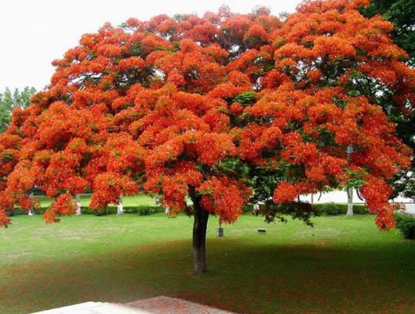 凤凰木盆景不开花怎么办？