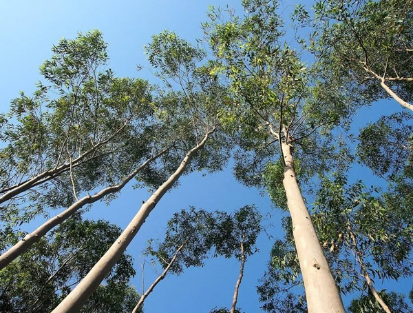 桉树的繁殖方法、栽培技术以及病虫防治介绍