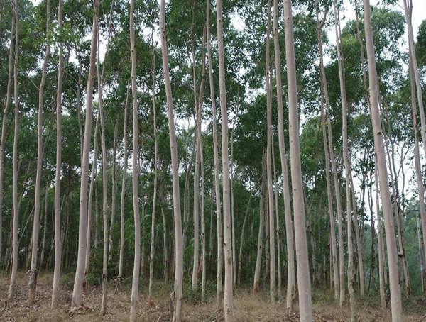 中国为什么禁止种桉树？桉树的危害有哪些？