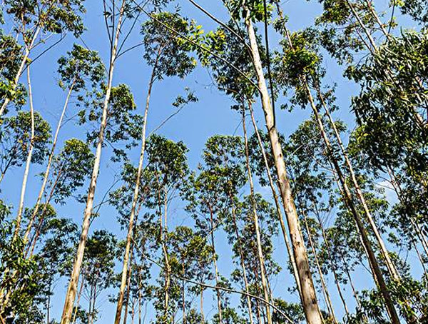 桉树叶产生的毒素对人体有哪些危害？