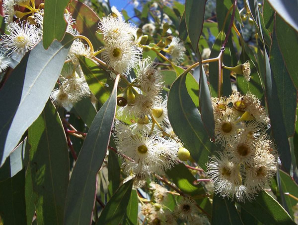 为什么桉树被称为“亡国树”“断子绝孙树”？