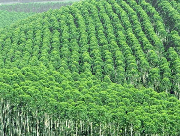 桉树叶的功效与作用有哪些？桉树有哪些价值？