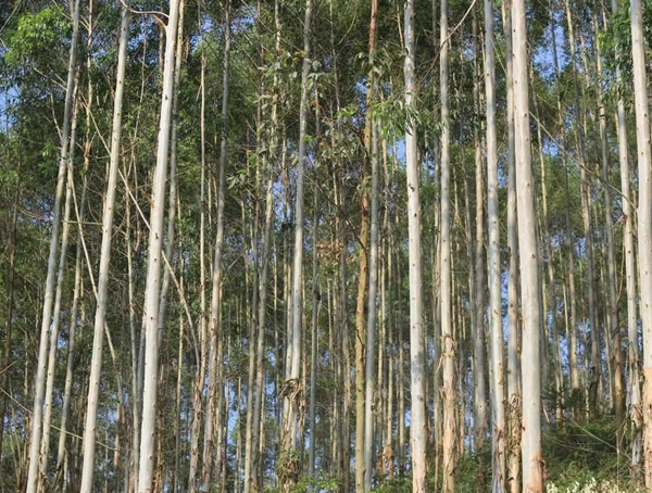 你知道桉树的这些用途吗？