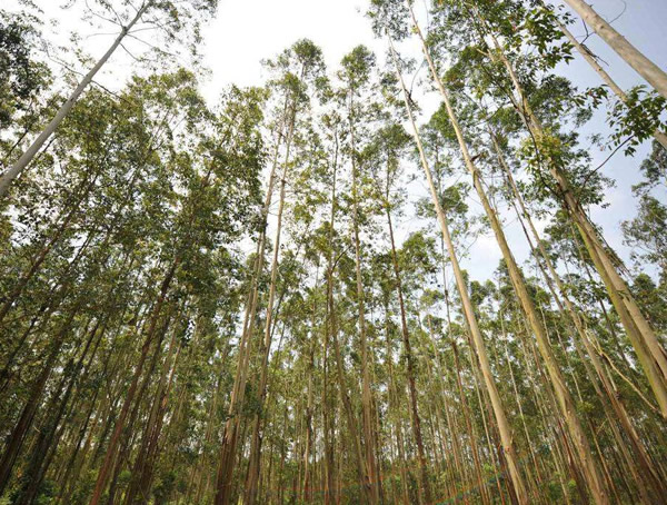 桉树图片大全，桉树图片欣赏