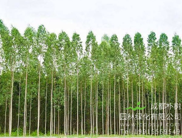 桉树价格-图片-形态特征-生长环境-分布范围-物种分类以及主要价值