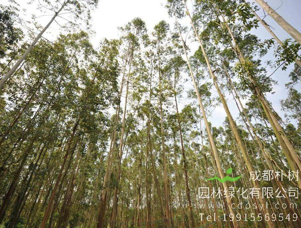 桉树图片大全，桉树图片欣赏