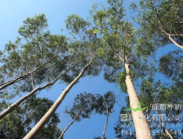 桉树的繁殖方法、栽培技术以及病虫防治介绍