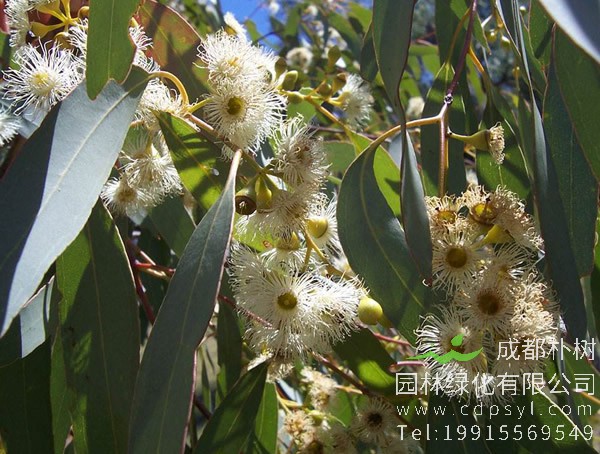 桉树图片大全，桉树图片欣赏